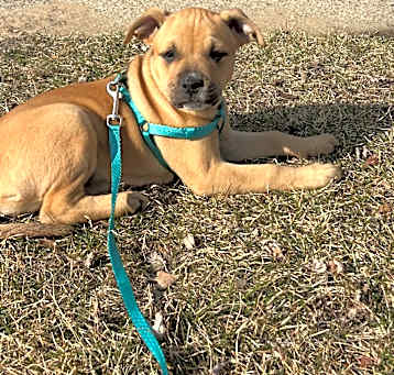Photo of Rosie