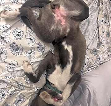 Photo of Shadow