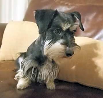 Photo of Shadow