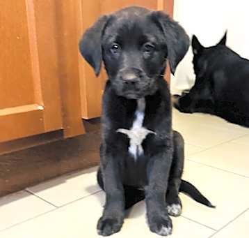 Photo of Jax