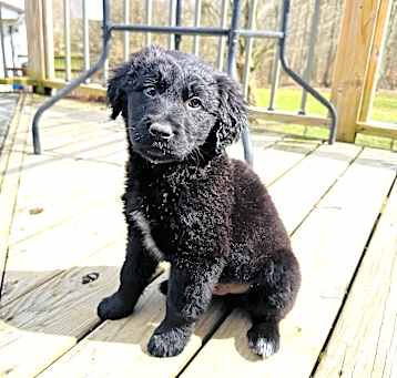Photo of Hank