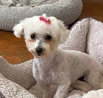 Photo of Dolly 