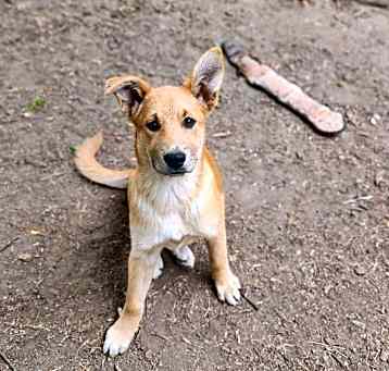 Photo of Puppy 26765 (Kamilla)