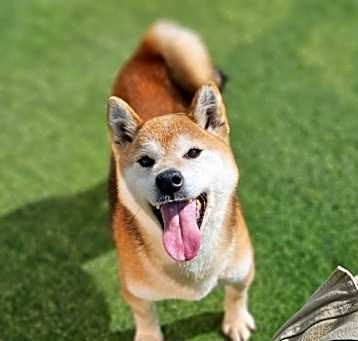 Photo of Bera(Adoption in progress)