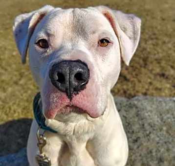 Photo of Mojo