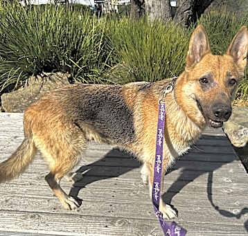 Photo of Sage