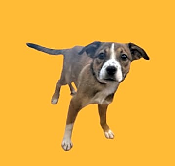 Photo of Aster