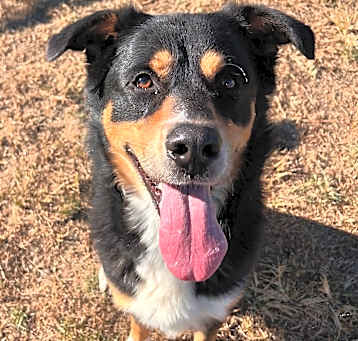 Photo of Pongo