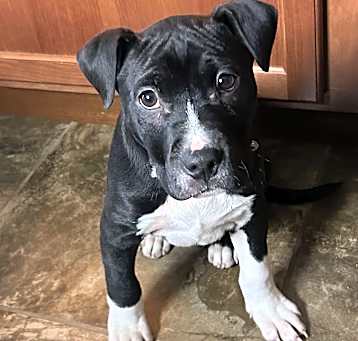 Photo of Bert