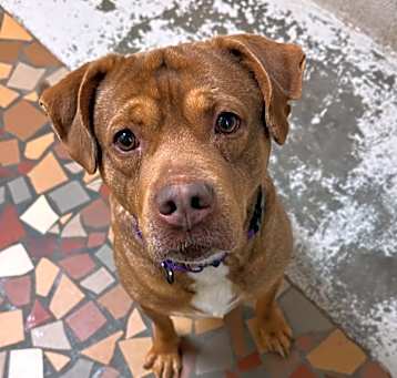 Photo of Scooby Doo
