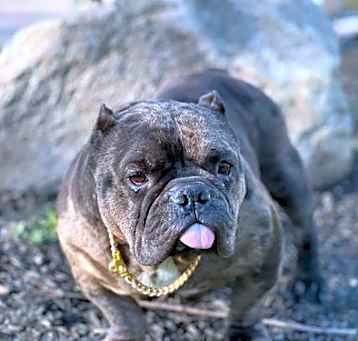 Photo of Fendi Gremlin