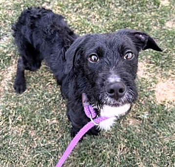 Photo of Brutus