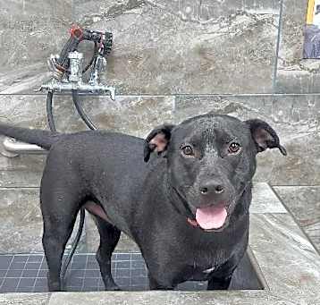 Photo of Rogue