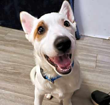 Photo of Boomer