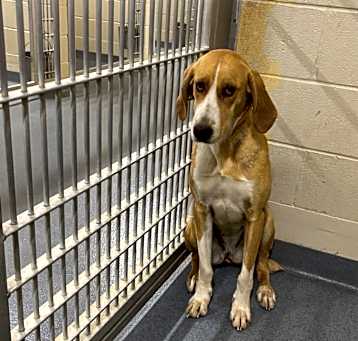 Photo of Ginger