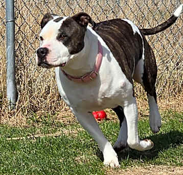 Photo of Whiskey