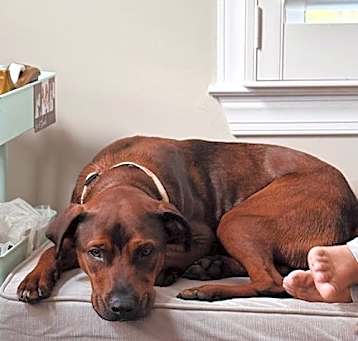 Photo of Baxter