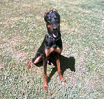 Photo of Prince