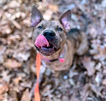Photo of Coco
