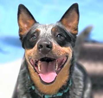 Photo of Bluey
