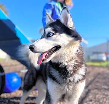 Photo of LOBO