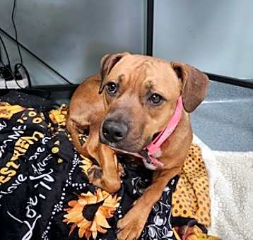 Photo of Cookie butter