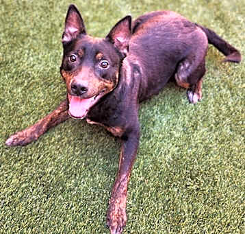 Photo of Blackie