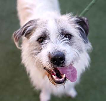 Photo of Petey