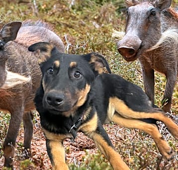 Photo of Pumbaa