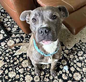 Photo of Scout