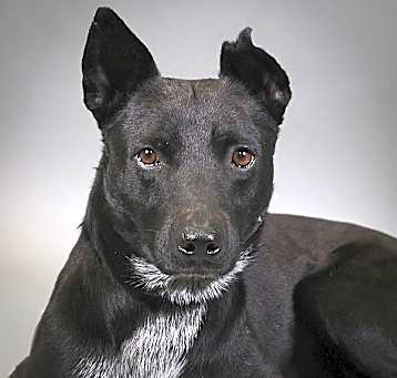 Photo of Douglas