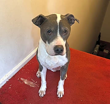 Photo of Captain