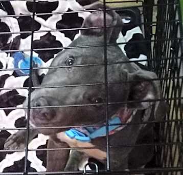 Photo of Blue