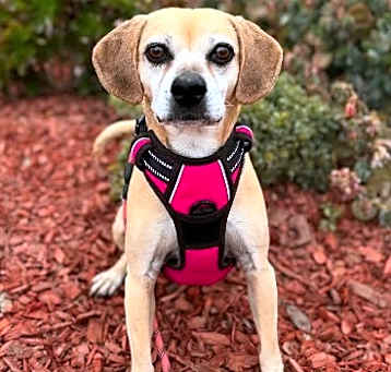 Photo of Tilly