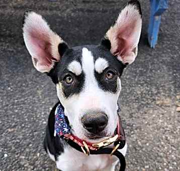Photo of Otto