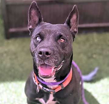 Photo of GERTIE