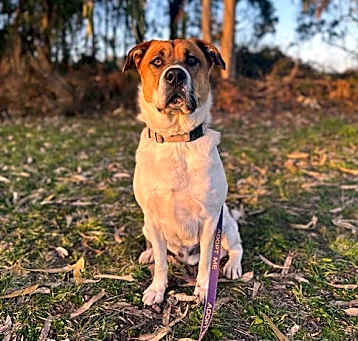 Photo of BANDIT