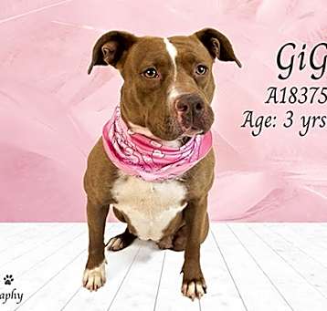 Photo of GIGI