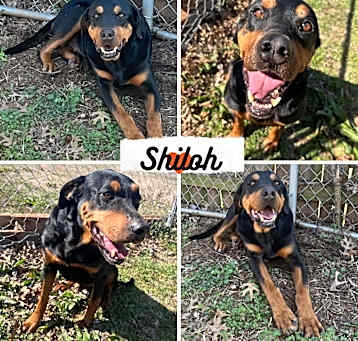 Photo of Shiloh
