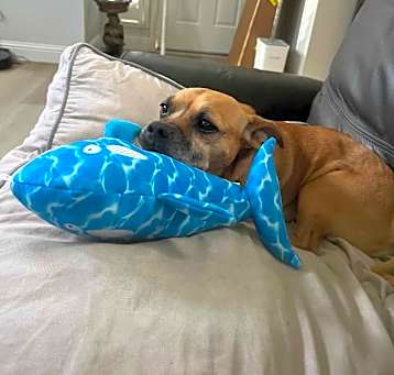 Photo of Pupper