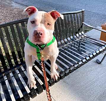 Photo of Stella