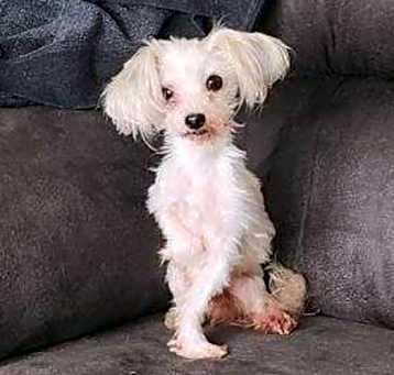 Photo of Willow