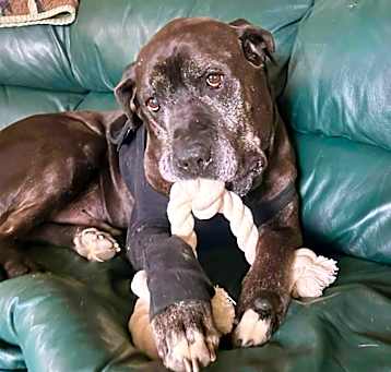 Photo of D.O.G.