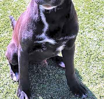 Photo of Shadow