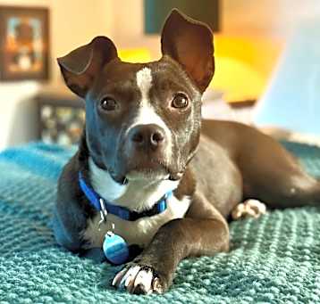 Photo of Tangelo