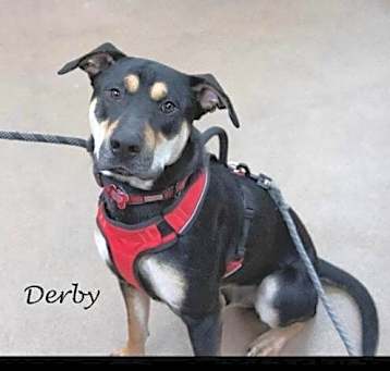 Photo of Derby Talbot