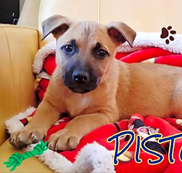 Photo of Piston