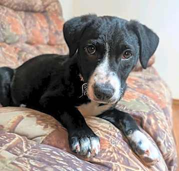 Photo of STORMY PIPER