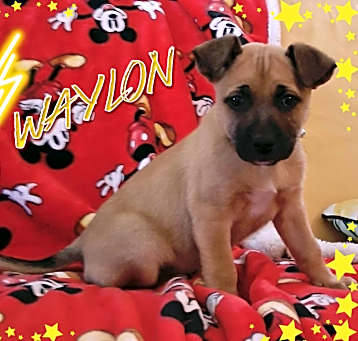 Photo of Waylon