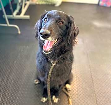 Photo of Cosmo- Reduced Fee!
